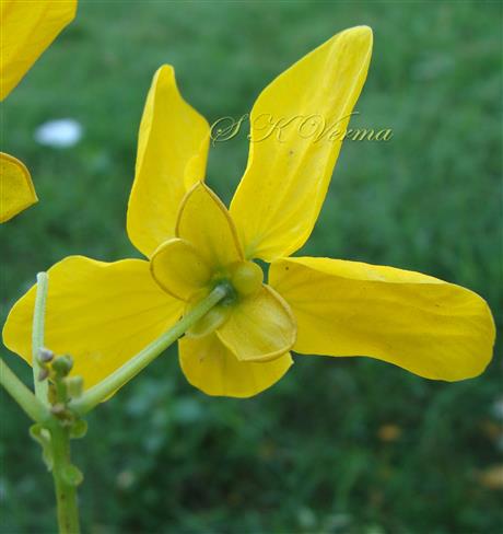  Flower with calyx-see five unequal petaloid sepals